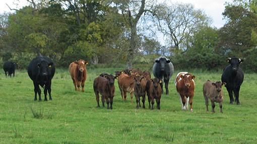 Beef cattle maybe at higher fluke risk after turnout this spring ...