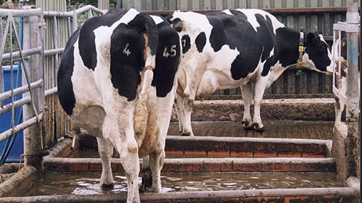 foot bath dairy cows