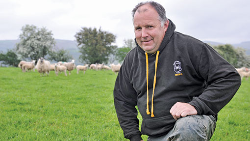 Welsh sheep farmer grows lucerne successfully in wetter west - Farmers ...