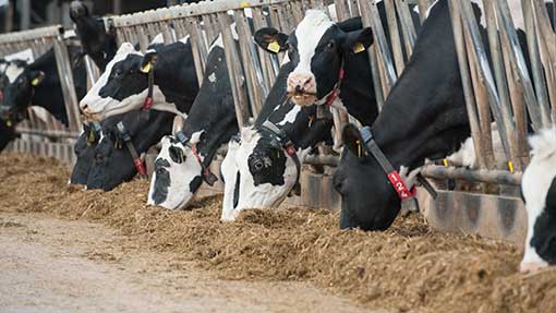 Farmers warned over varied first-cut silage quality - Farmers Weekly