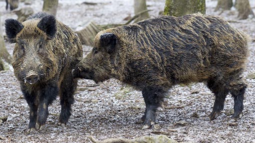 Latvia reports first African swine fever cases - Farmers Weekly