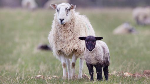 Livestock Event 2014: Sheep pain threshold set in early life - Farmers  Weekly