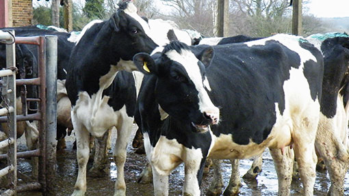 Livestock Event 2014: Dairy farms must focus on performance before size ...