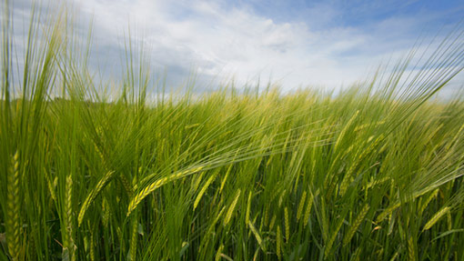 Awaiting spring barley harvest in Scotland - Farmers Weekly