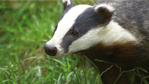 Badger-proof feeder stops contact with cattle - Farmers Weekly