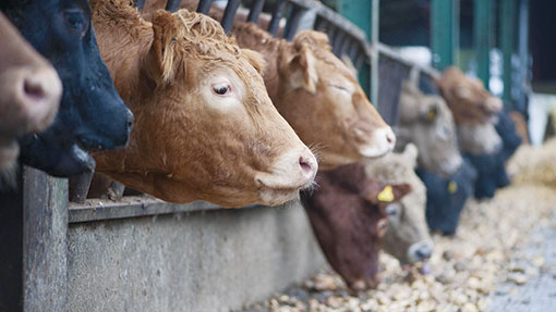 Advice on reducing beef cow ration costs - Farmers Weekly