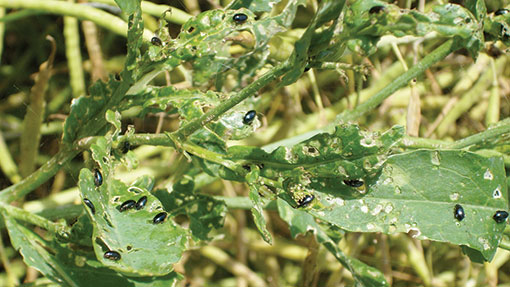 German tips for controlling resistant flea beetles - Farmers Weekly