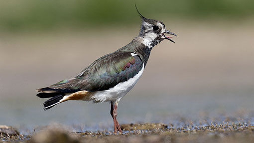 bird