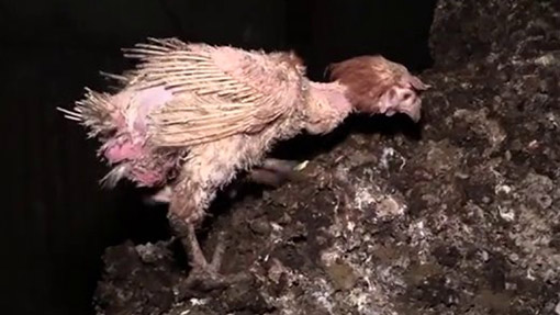 Video: Australian egg farm comes under fire from animal rights group -  Farmers Weekly