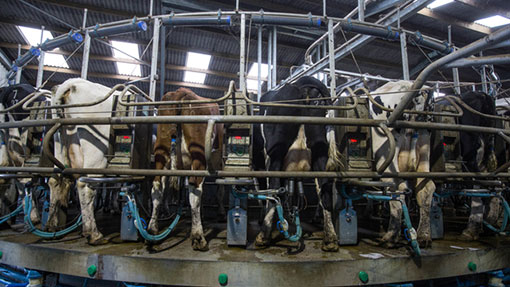 Russian ban will push down dairy commodity prices - Farmers Weekly