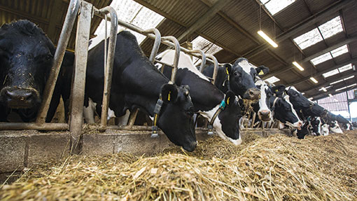 Dairy feed advice to combat poor quality silage this season - Farmers ...