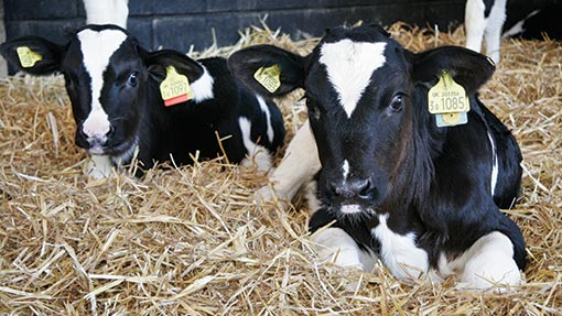 Pneumonia in calves: Plan to protect your dairy herd - Farmers Weekly