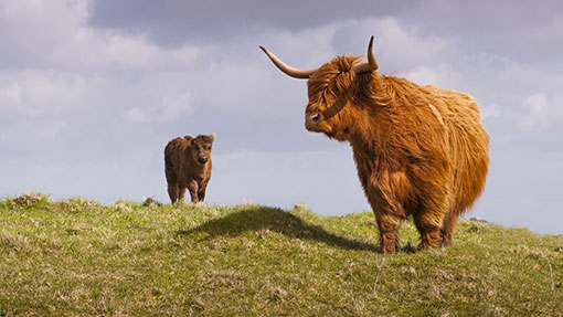 6 Of Scotland's Best Farms - Why They Stand Out - Farmers Weekly