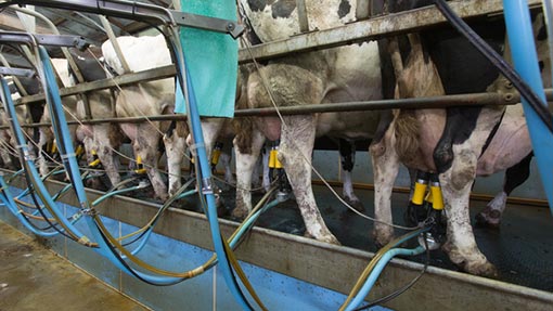 Milk price cuts put income below cost of production - Farmers Weekly