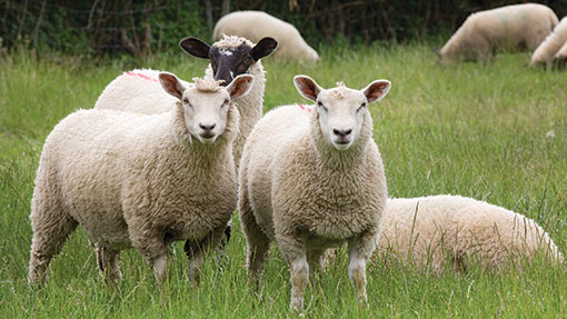 Liveweight sheep prices set to stay low into 2015 - Farmers Weekly