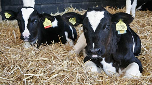 New cow shed helps Cumbrian farmer cut pneumonia - Farmers Weekly