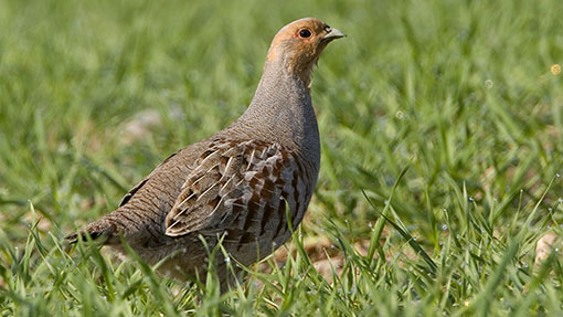 Modern farming blamed for fall in EU bird numbers - Farmers Weekly