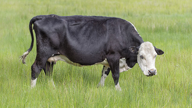 'Excellent' coastal dairy farm for sale - Farmers Weekly