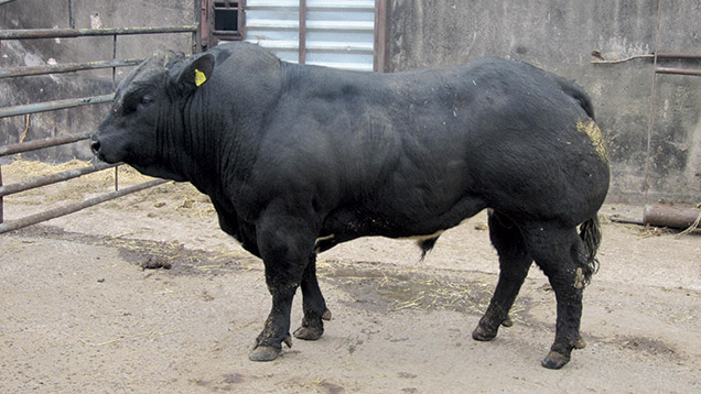 Cross-bred bull