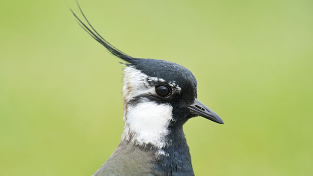 Lapwing © REX/imageBROKER