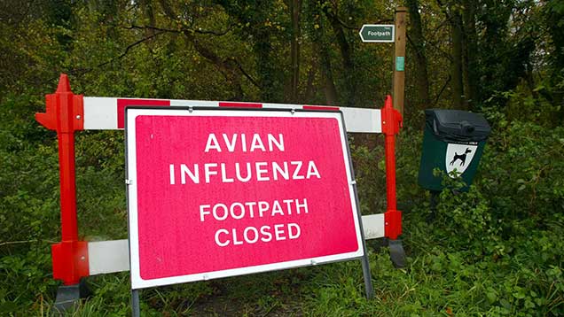 Bird Flu Restrictions Lifted In East Yorkshire - Farmers Weekly