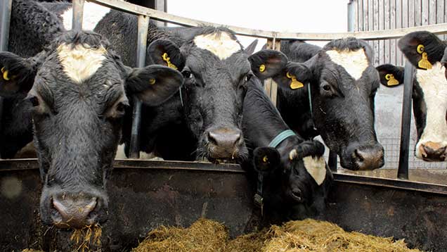 Dairy cows feed routine at weekend is now same as weekday