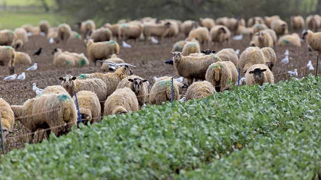 Sheep grazing on turnips © Tim Scrivener