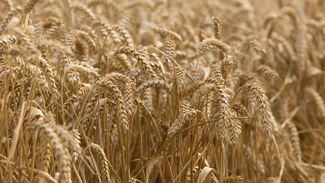 Wheat ready for harvest