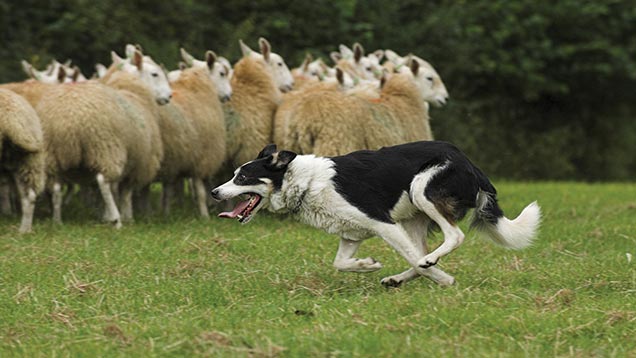 sennybridge sheepdog sale