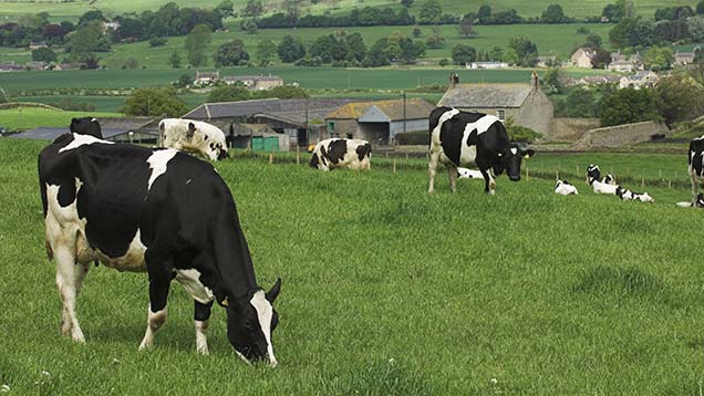 Rex Cow Plan worm control in cattle to hit target calving - Farmers Weekly