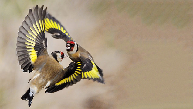Goldfinches in flight. (c) Laurie Campbell
