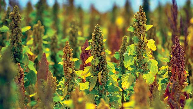 Quinoa crop.