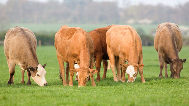 6 top tips for turning out beef cattle early - Farmers Weekly