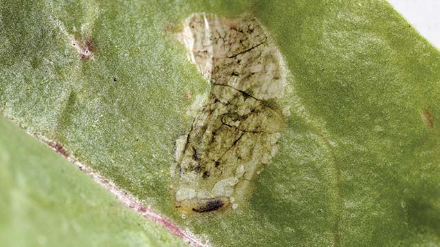 mangold-fly-on-the-rise-in-uk-sugar-beet-crops-farmers-weekly