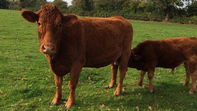 This pedigree South Devon suckler cow tested positive for TB.