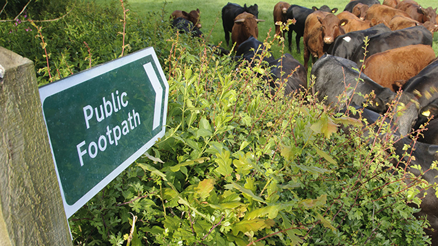 Farmer Fined After Walker Trampled By Cow On Public Footpath - Farmers ...