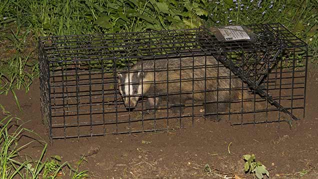 Vets call for end to controlled badger shooting in pilot culls ...