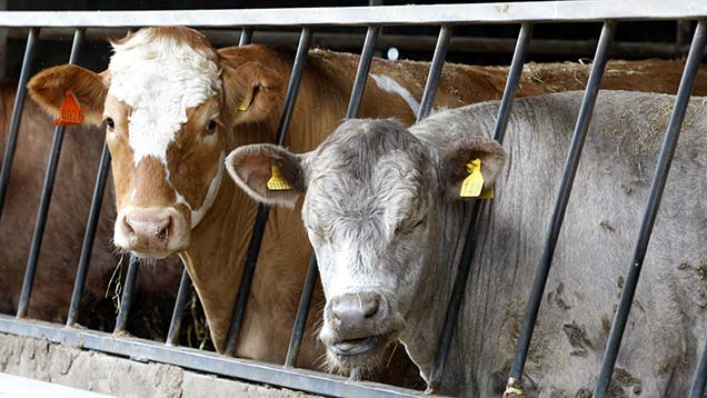 Lack of assurance costs Scottish beef farmers 'serious money' - Farmers ...