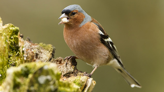 Chaffinch ©WestEnd61/Rex