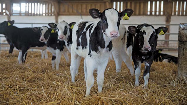 Calving Pens, Helping farmers in Scotland