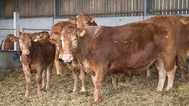Ask the Vet: What causes hair loss in cattle - Farmers Weekly