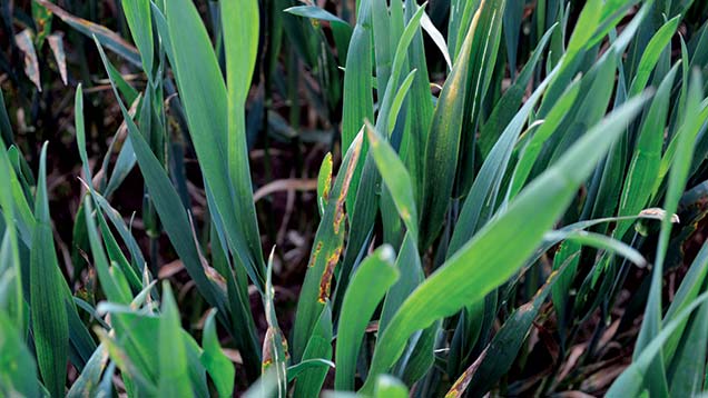 Septoria