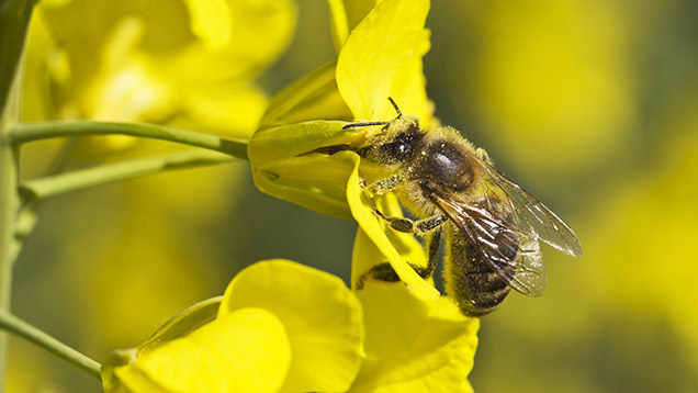 Honey bee on oilseed rape © WestEnd61/REX