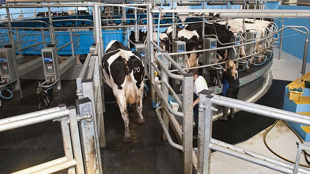 Livestock 2015: Dairy still has a future, farm leaders insist - Farmers ...