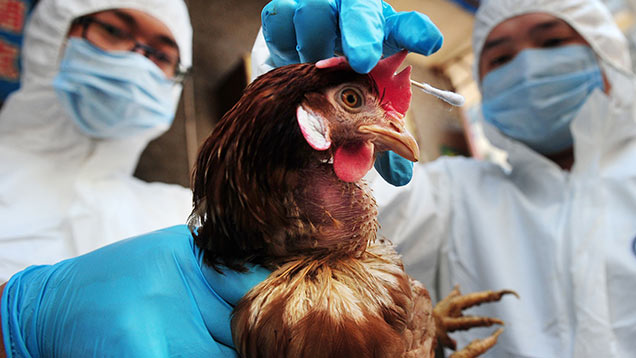 Bird flu suspected on Lancashire poultry farm - Farmers Weekly