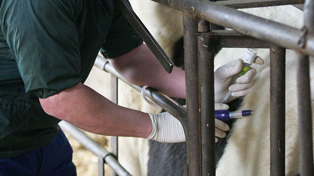 More than half of vets hurt on farm in past year - Farmers Weekly