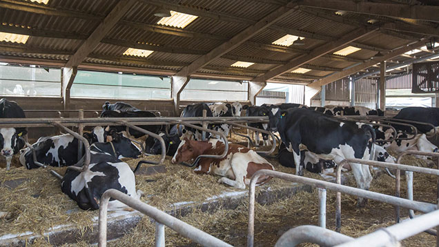 How To Avoid The 9 Most Common Dairy Cow Housing Pitfalls Farmers Weekly