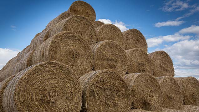 Producers warned over straw feed - Farmers Weekly