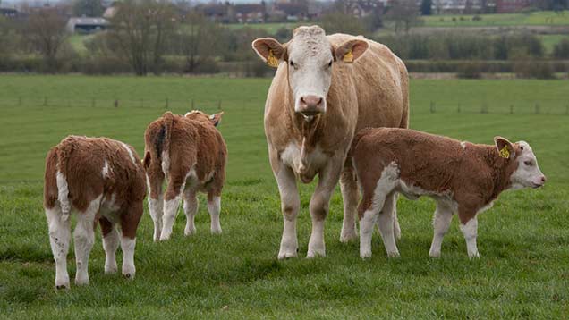 Vet Watch: Wet summer could cause worm outbreak - Farmers Weekly