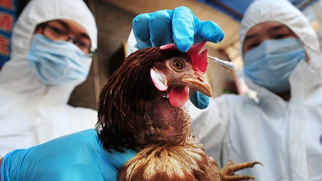 NFU and Bfrepa launch new avian influenza guide - Farmers Weekly